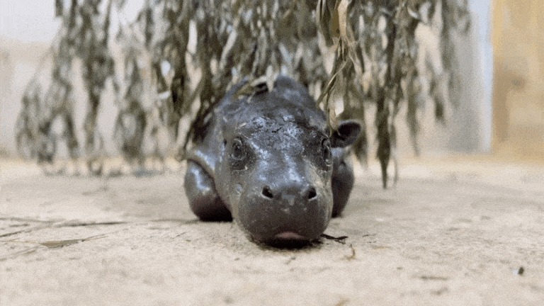 Mars the Pygmy Hippo